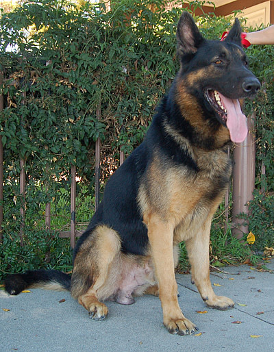 Zorro von Zimmermann sitting